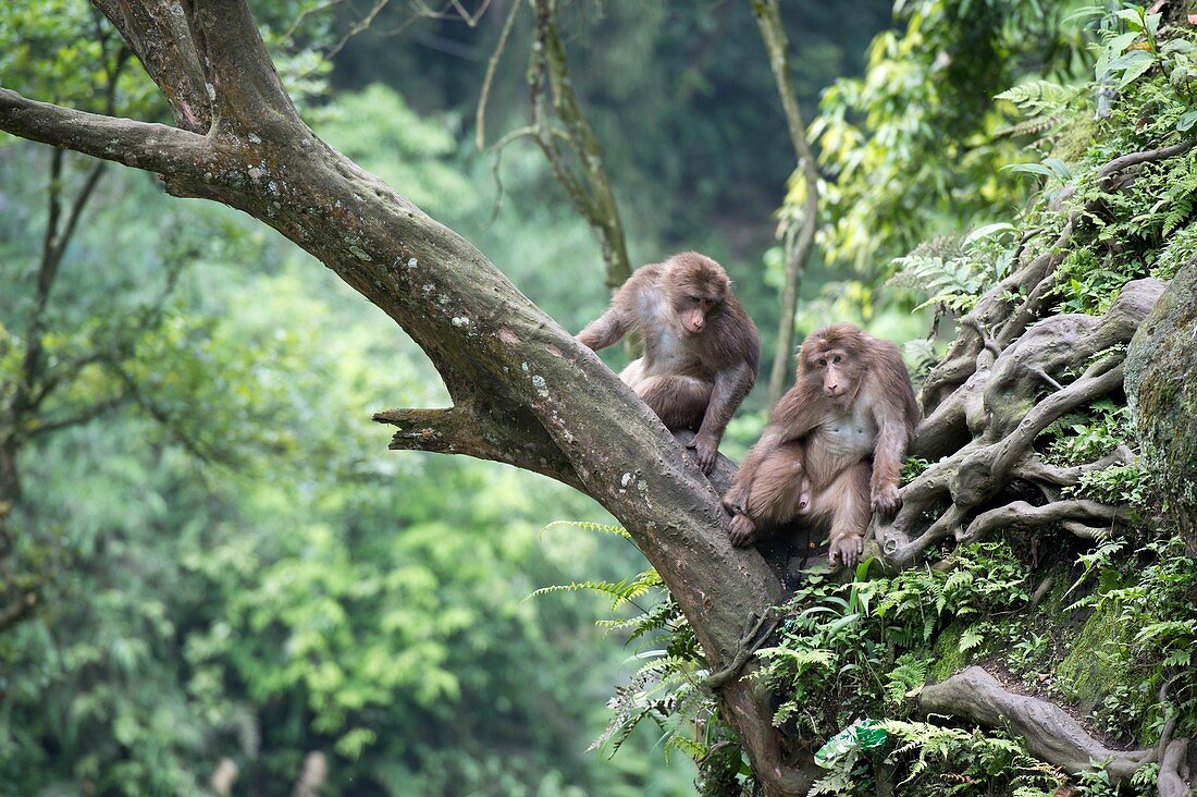 Tibetan Macaques in a tree at Mount Emei