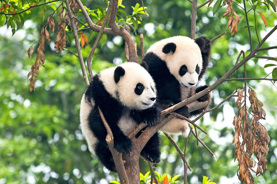 Juvenile Pandas in a tree