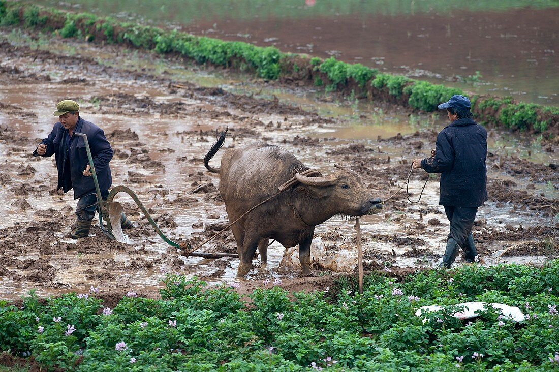 Asian water buffalo used in agriculture