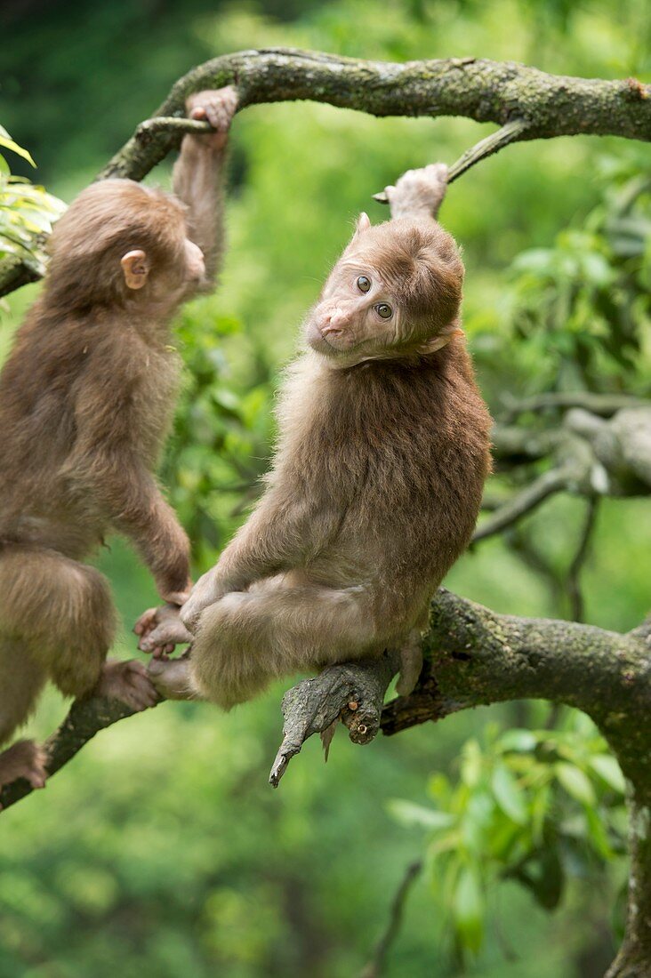 Juvenile Tibetan Macaques in a tree