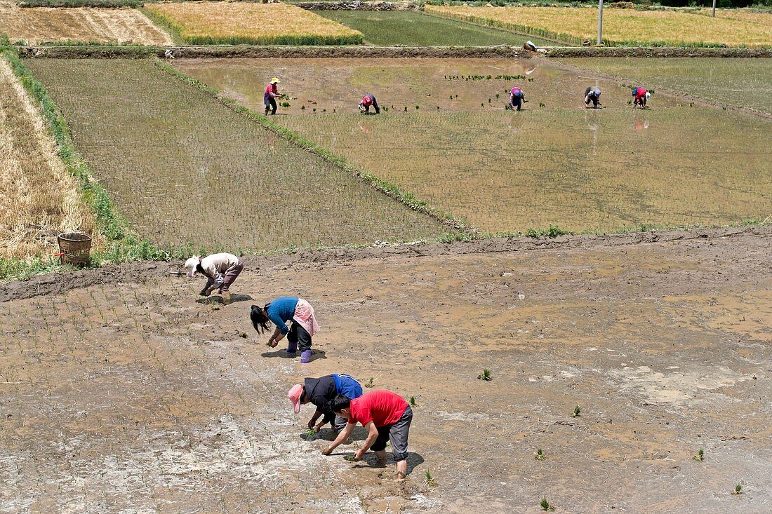 Polyculture subsistence farming