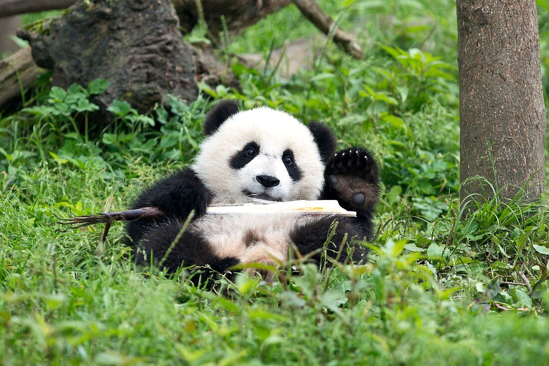 Juvenile Giant Panda Eating Bamboo