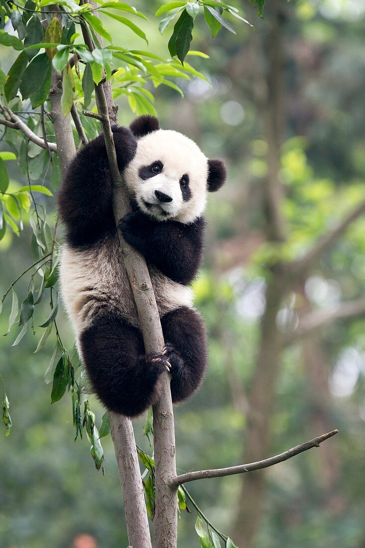 Juvenile Panda climbing a tree