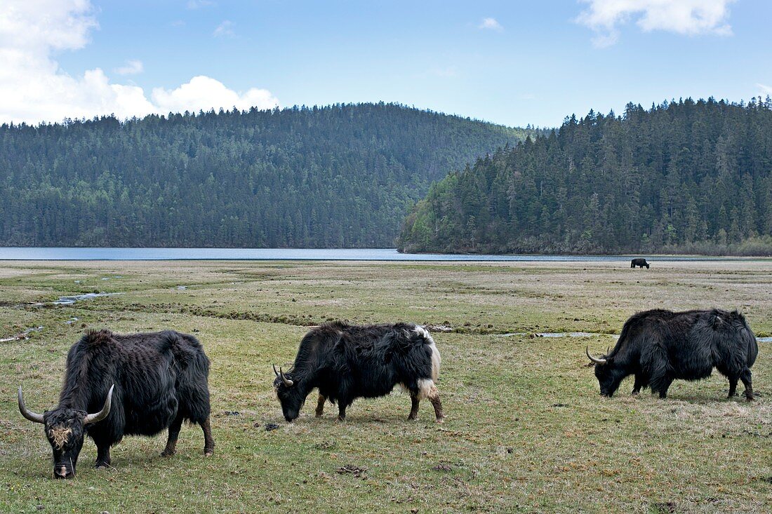 A herd of Yaks in Potatso National Park