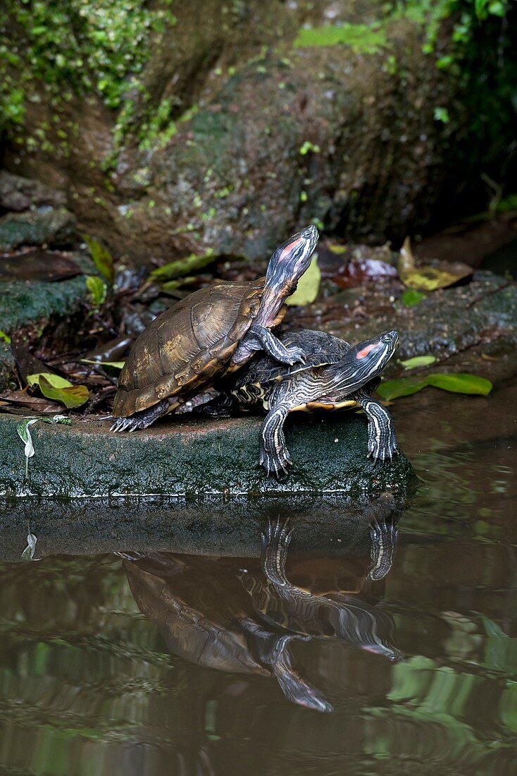 Chinese stripe-necked Turtles