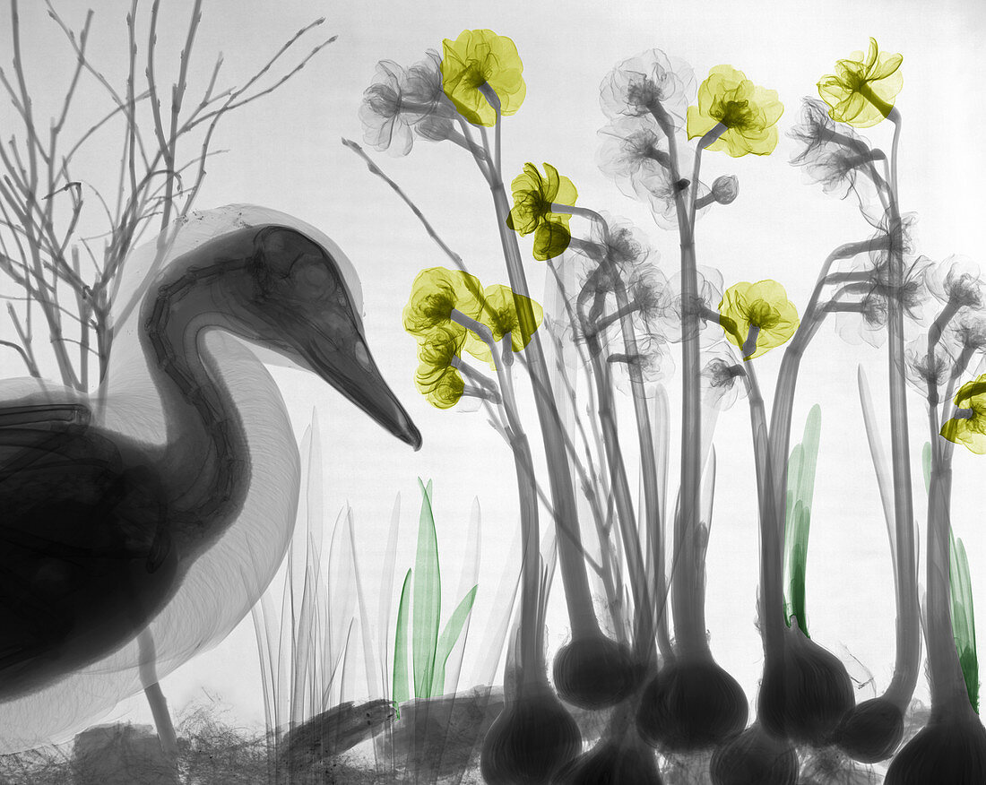 Duck and flowers,X-ray