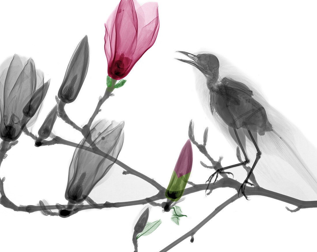 Blackbird on magnolia,X-ray