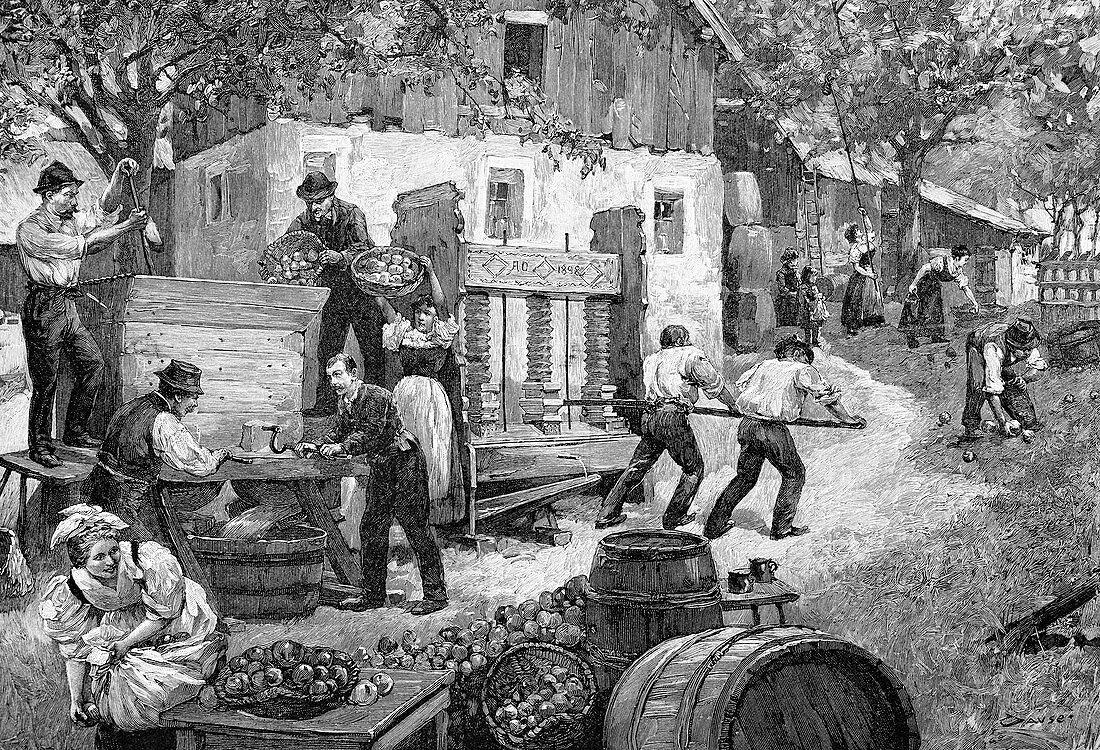 Pressing apples,19th century artwork