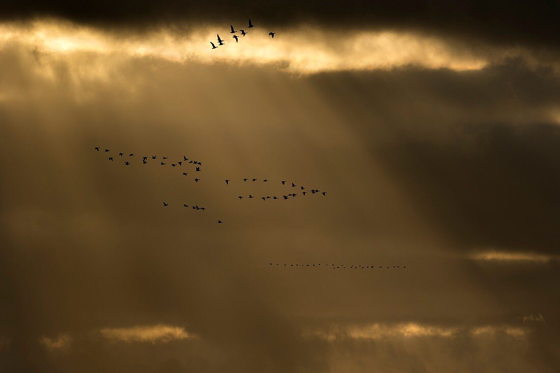 Pink footed geese