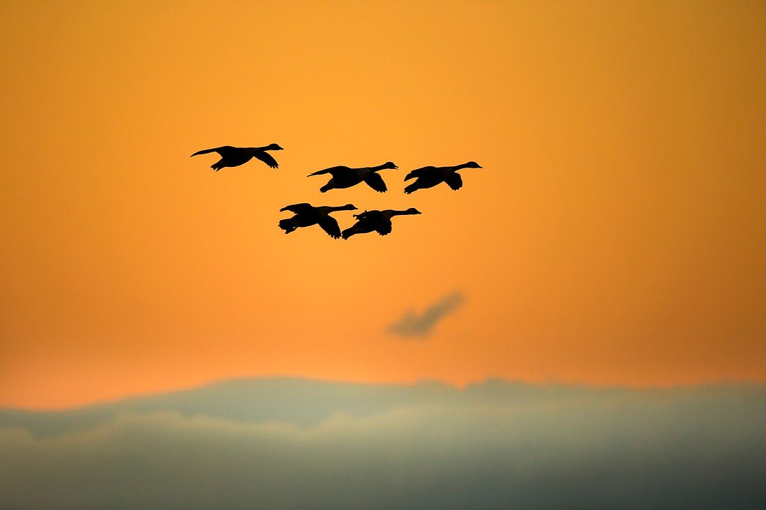 Canada geese