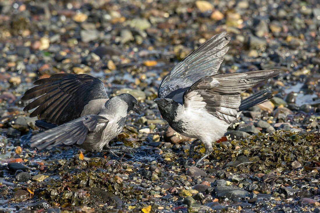 Hooded crows fighting