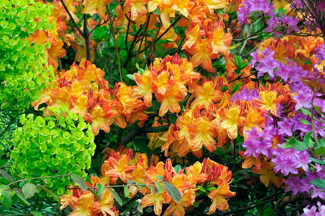 Azalea 'Buttons and Bows' flowers