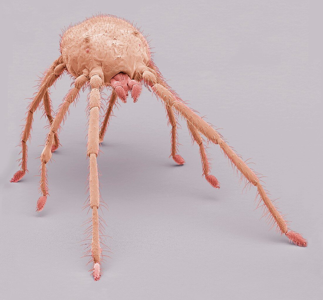 Predatory mite,SEM