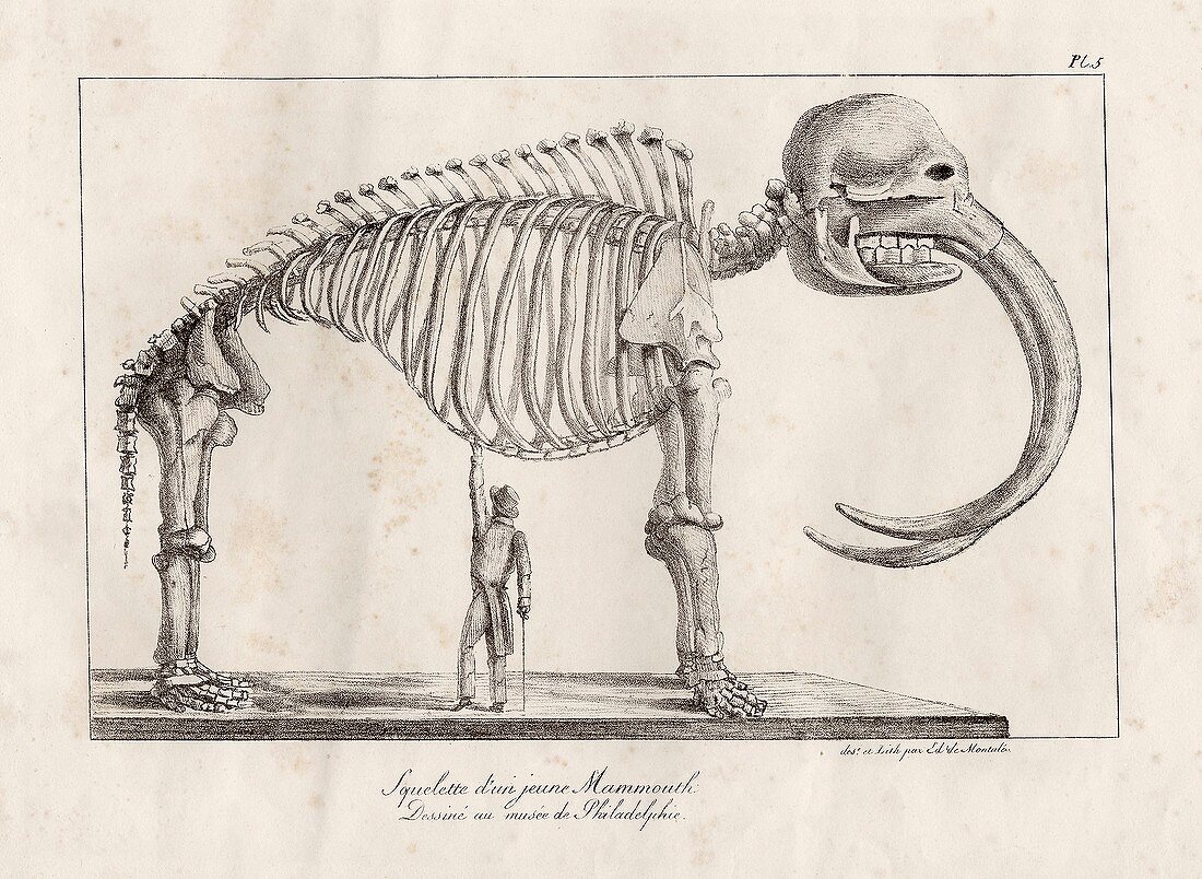 Mastodon skeleton,19th-century artwork