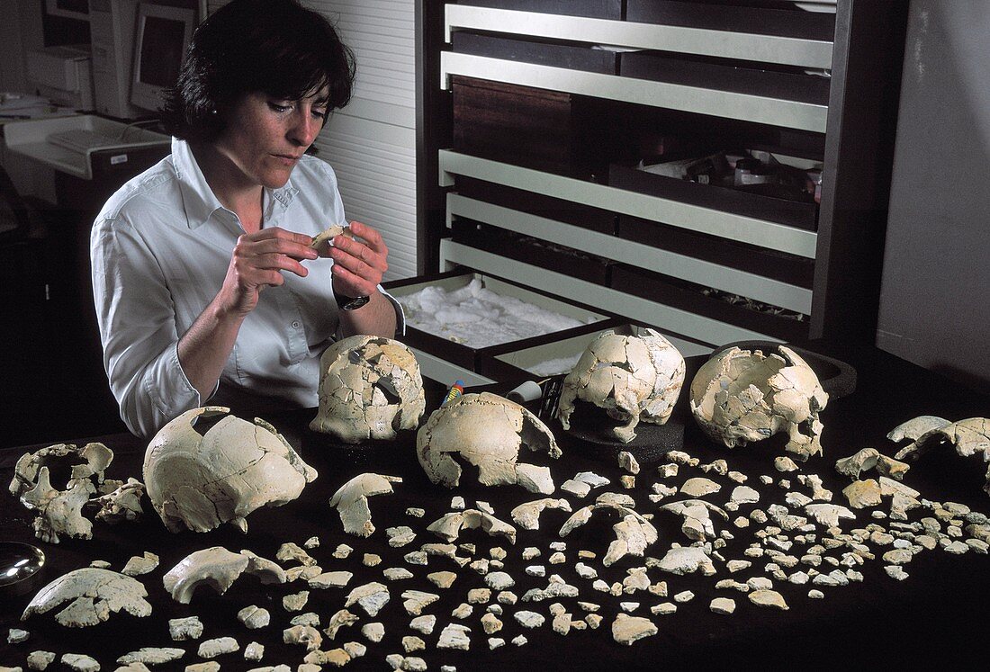 Hominin skulls from Sima de los Huesos
