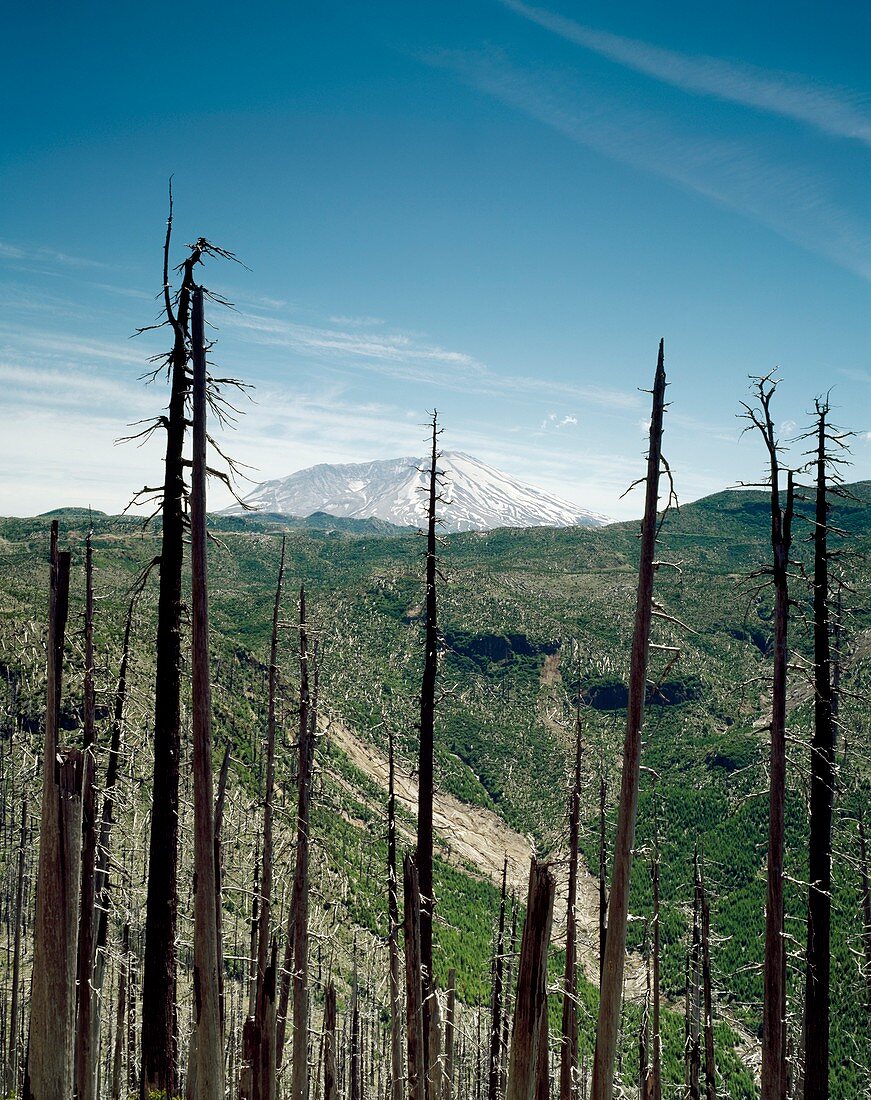 Mount St Helens volcano and dead trees