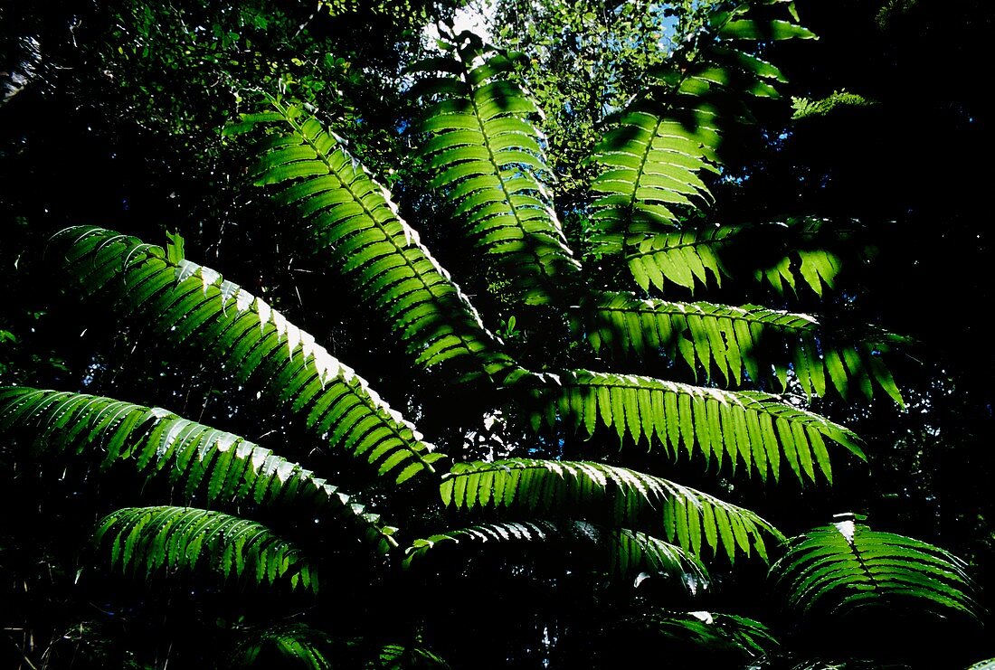 King fern (Ptisana salicina)