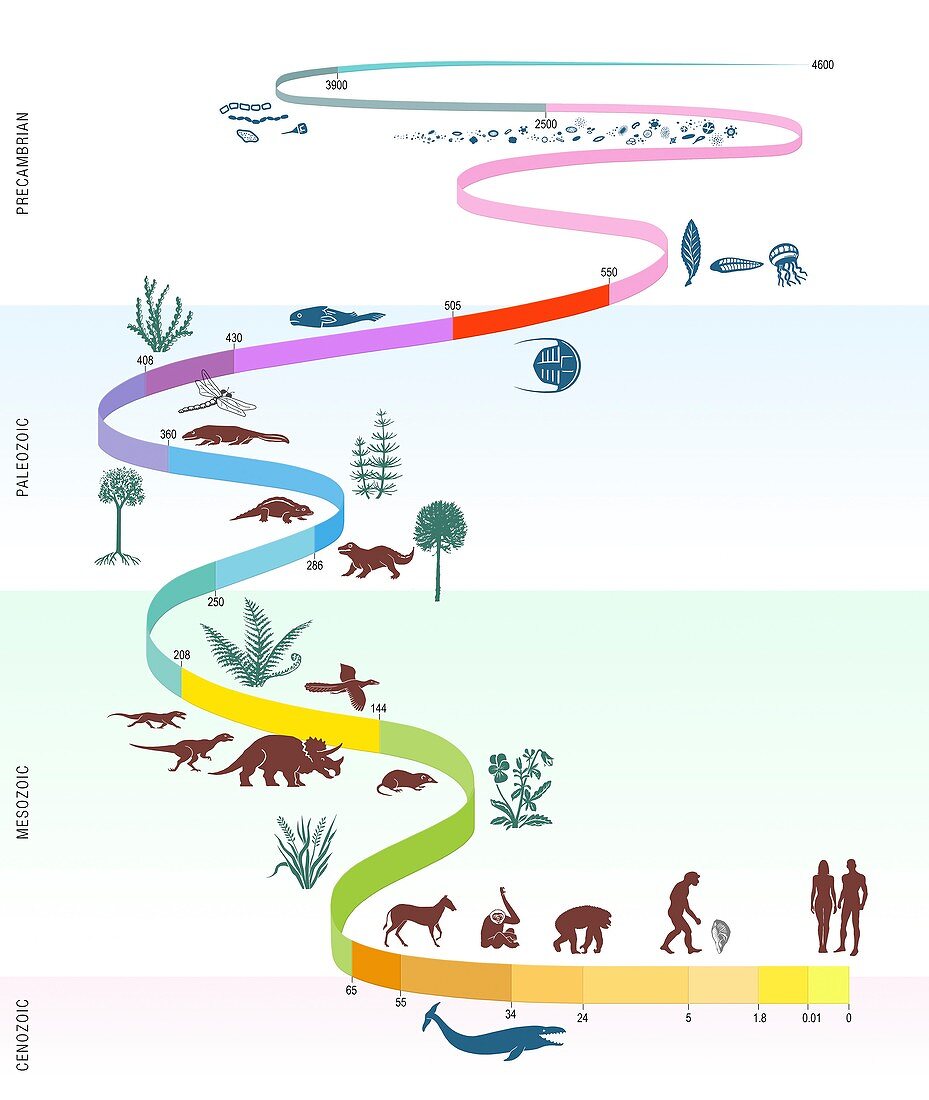 Geological timescale and life