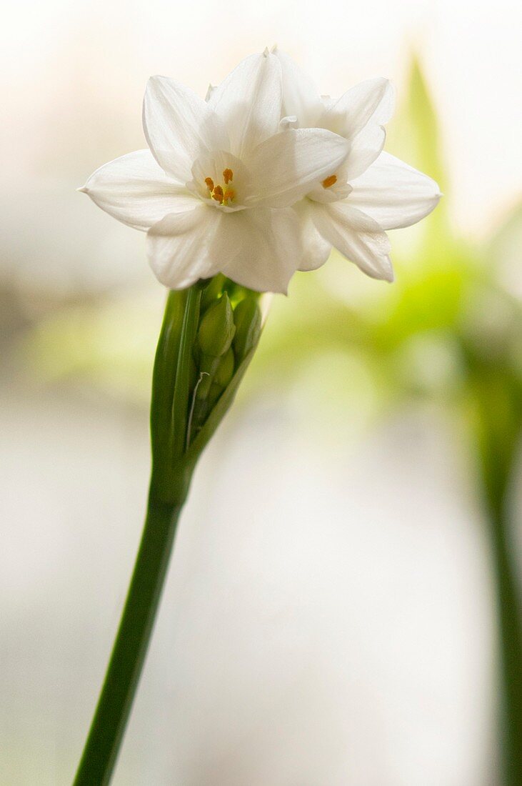 Paperwhite daffodil (Narcissus)