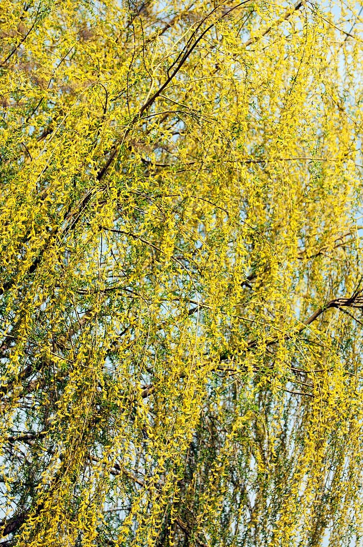 Willow (Salix)