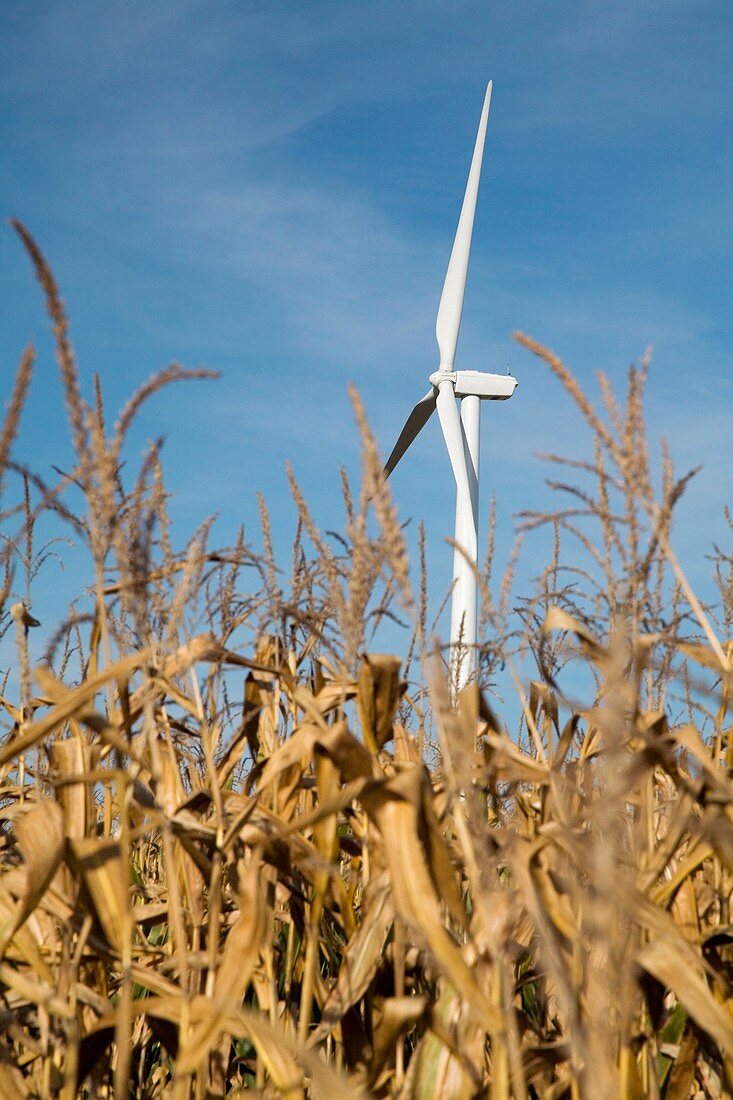 Wind farm