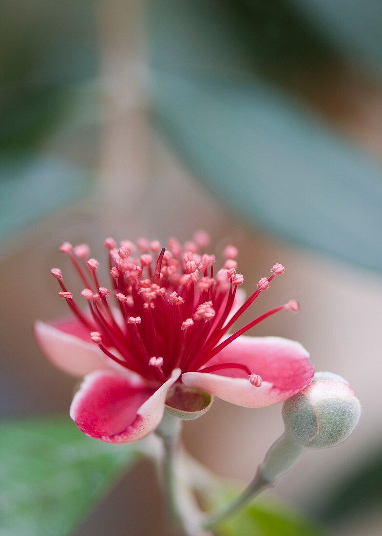 Pineapple guava (Feijoa sellowiana)