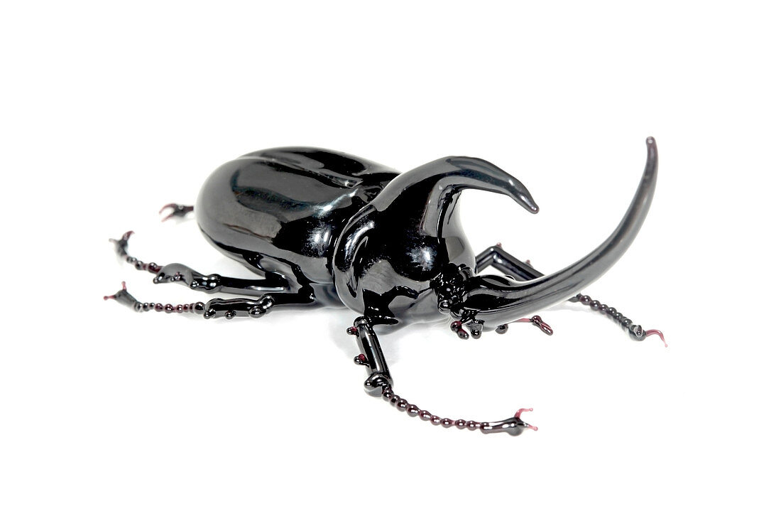 Rhinoceros beetle,glass sculpture