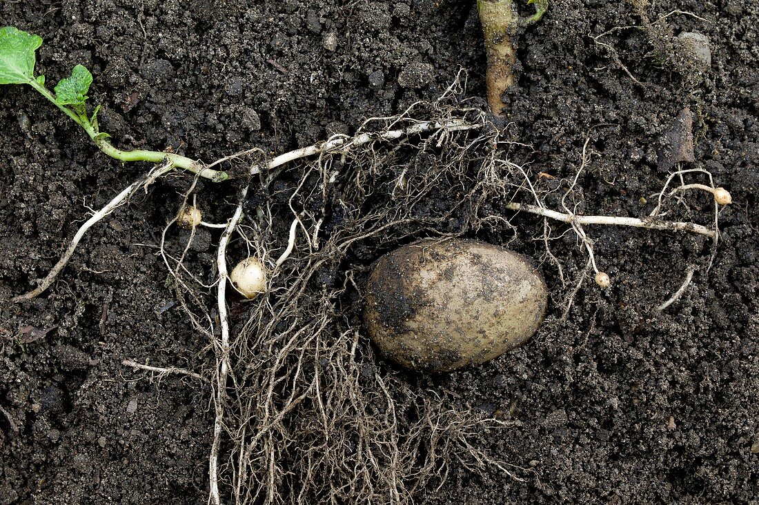 Rhizomes of the potato plant