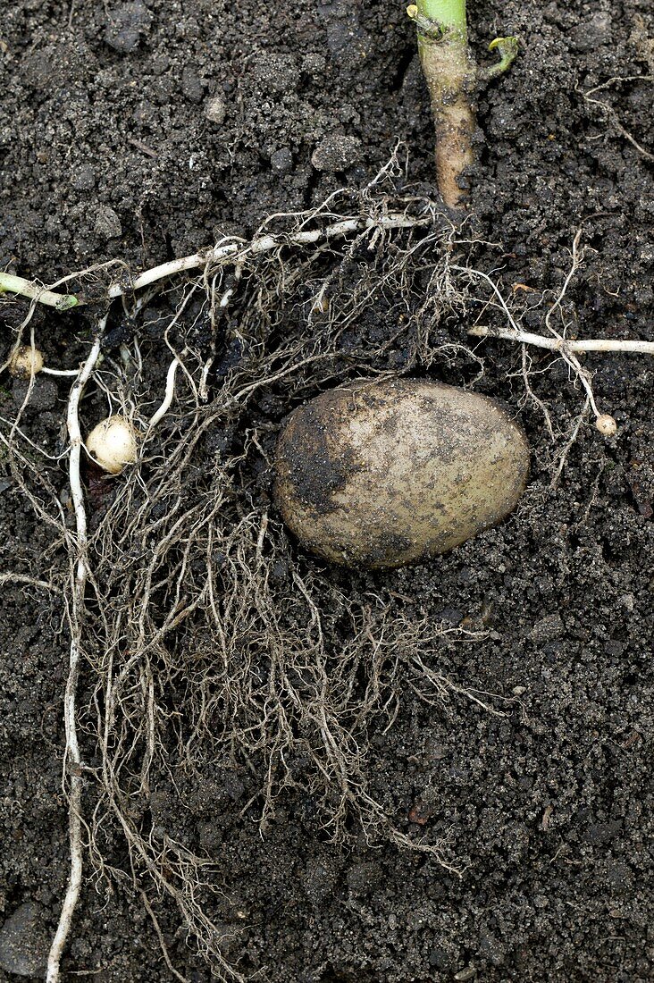 Rhizomes of the potato plant