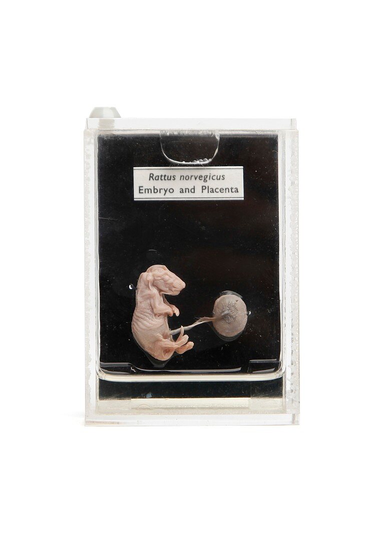 Rat foetus,19th century specimen