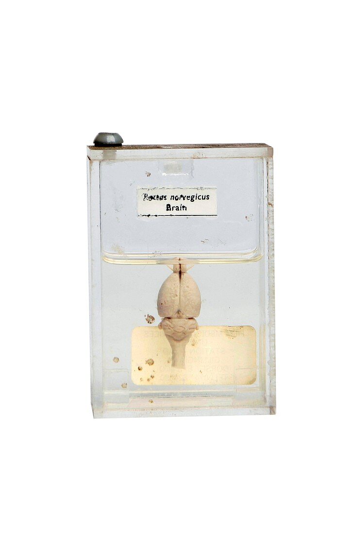 Rat brain,19th century specimen
