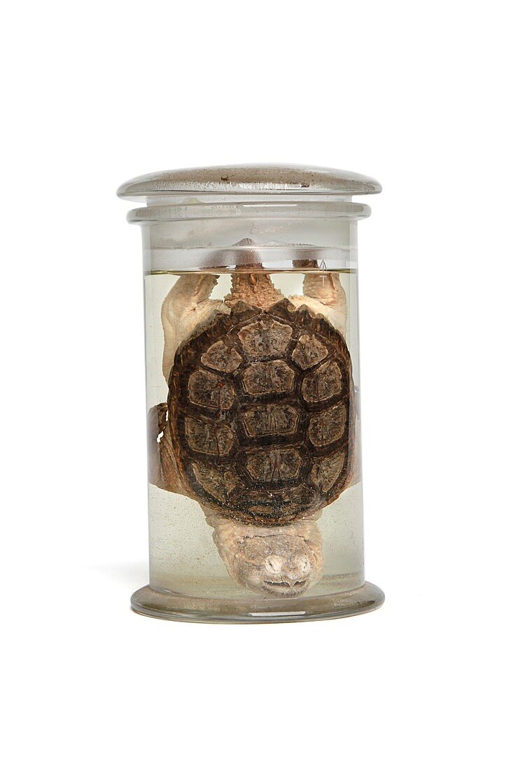 Turtle,19th century specimen