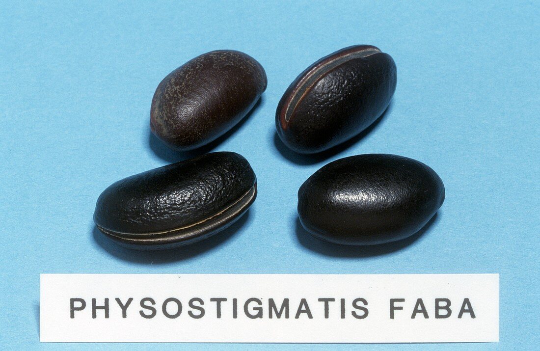 Physostigmatis Faba sample