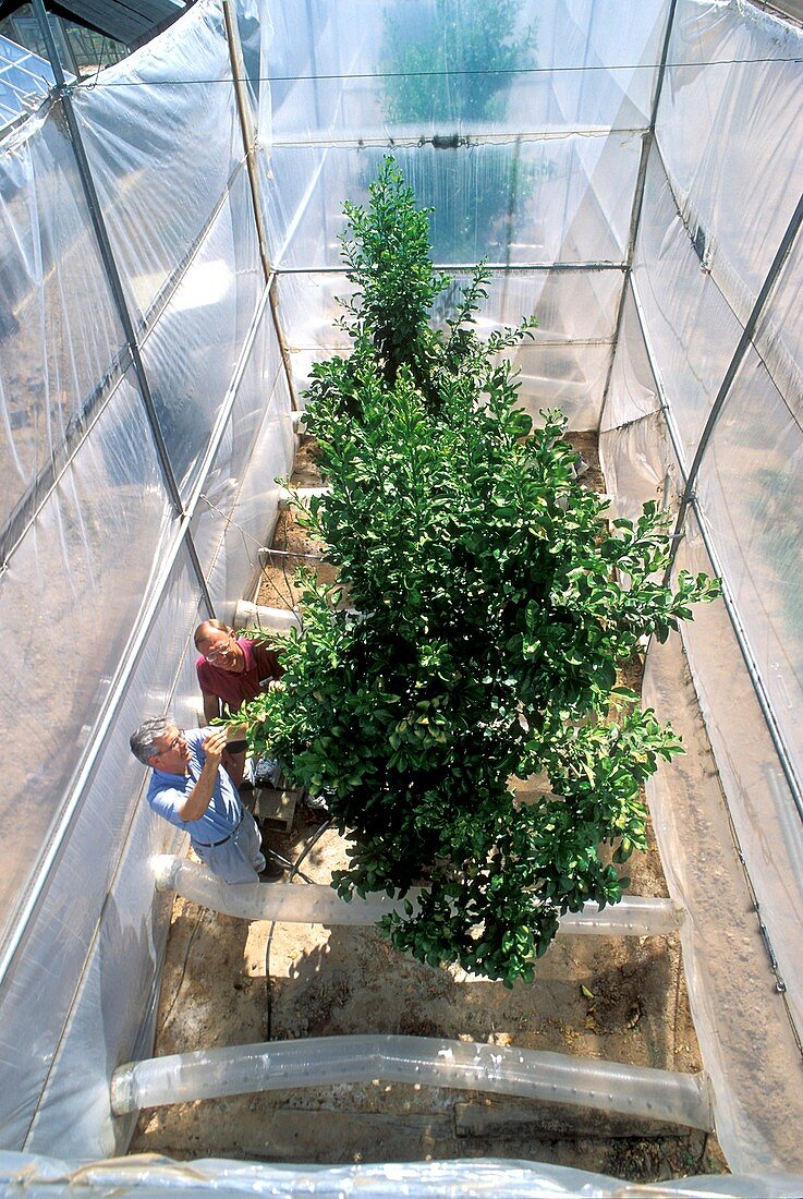 Orange tree growth research