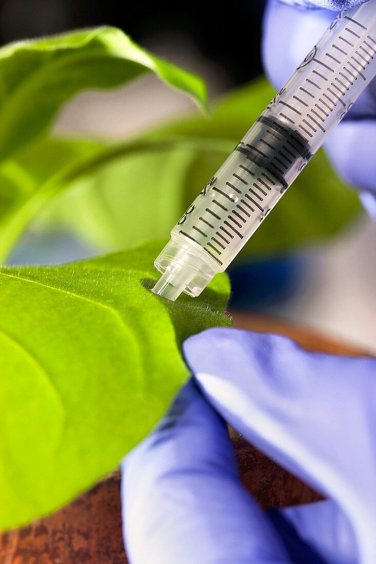 Plant virus research