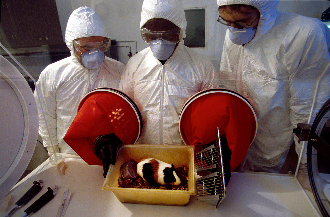 Ebola virus research