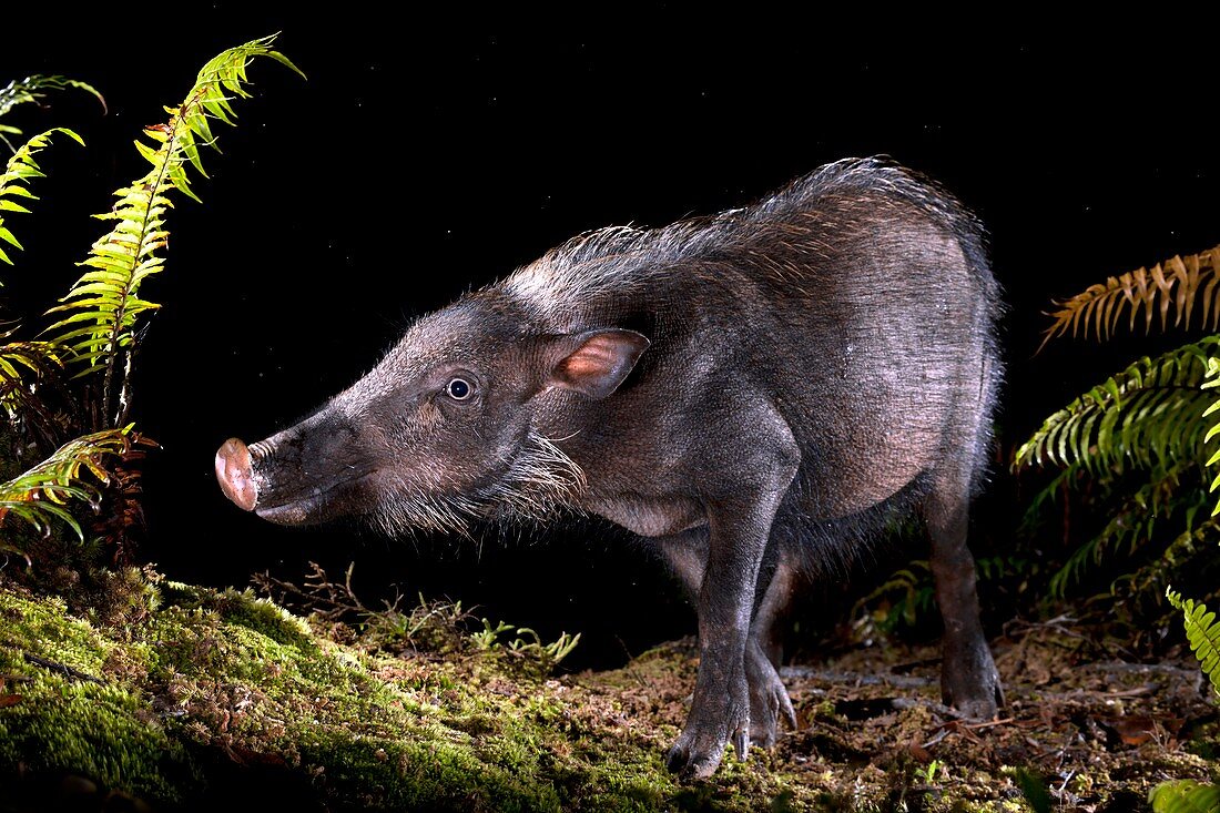 Bearded pig foraging at night