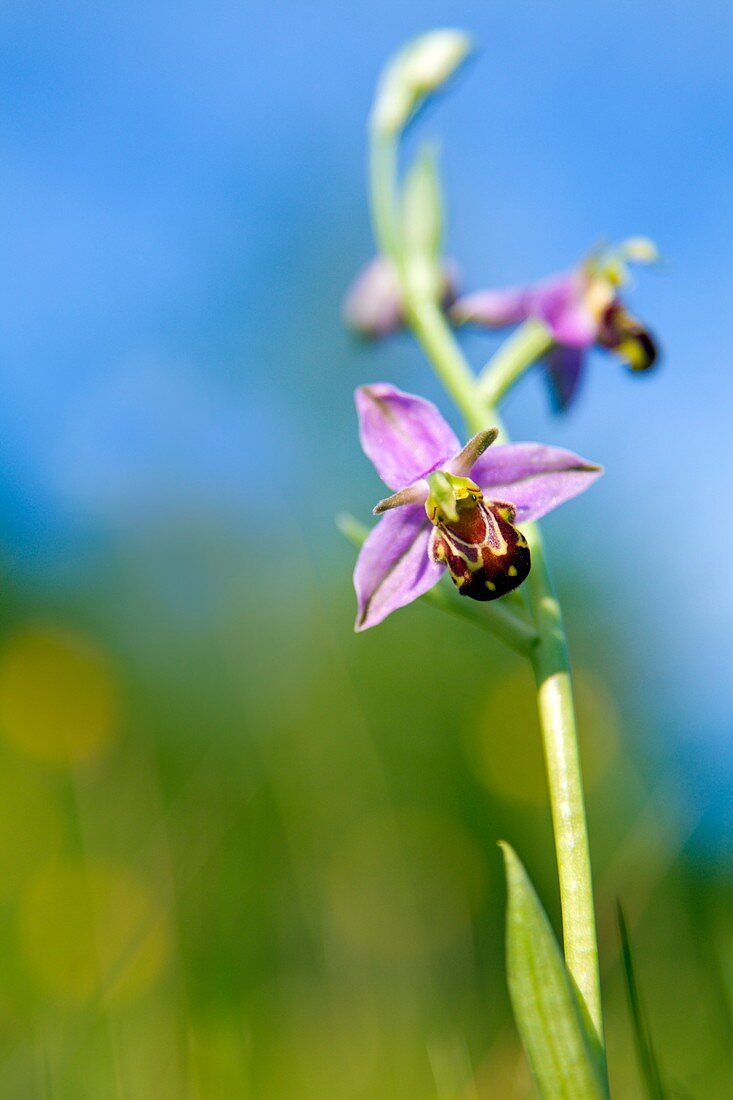 Bee orchid flower