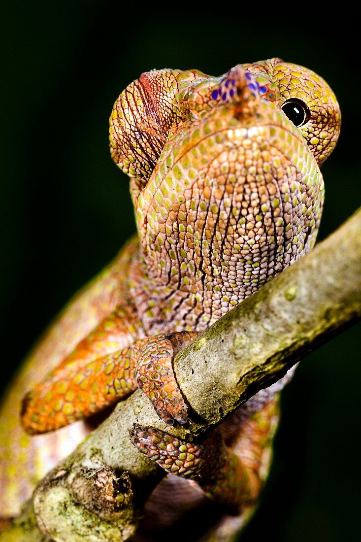 Blue-nosed chameleon