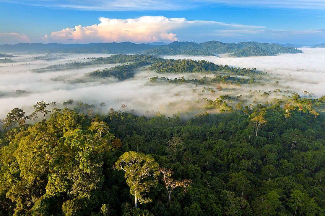 Lowland rainforest