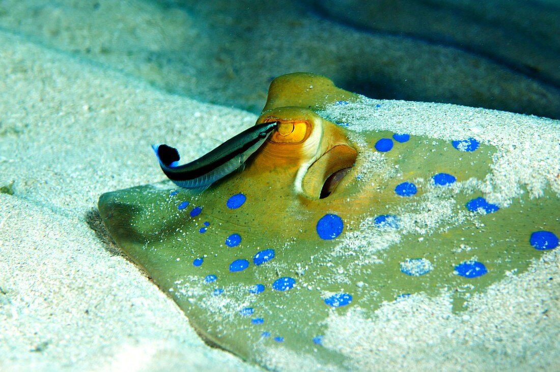 Cleaning of bluespotted ribbontail ray