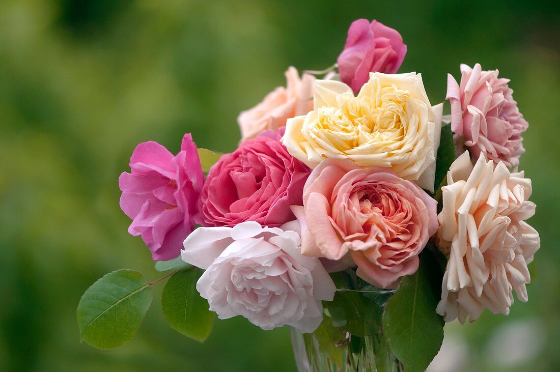 Mixed bouquet of roses (Rosa hybrid)