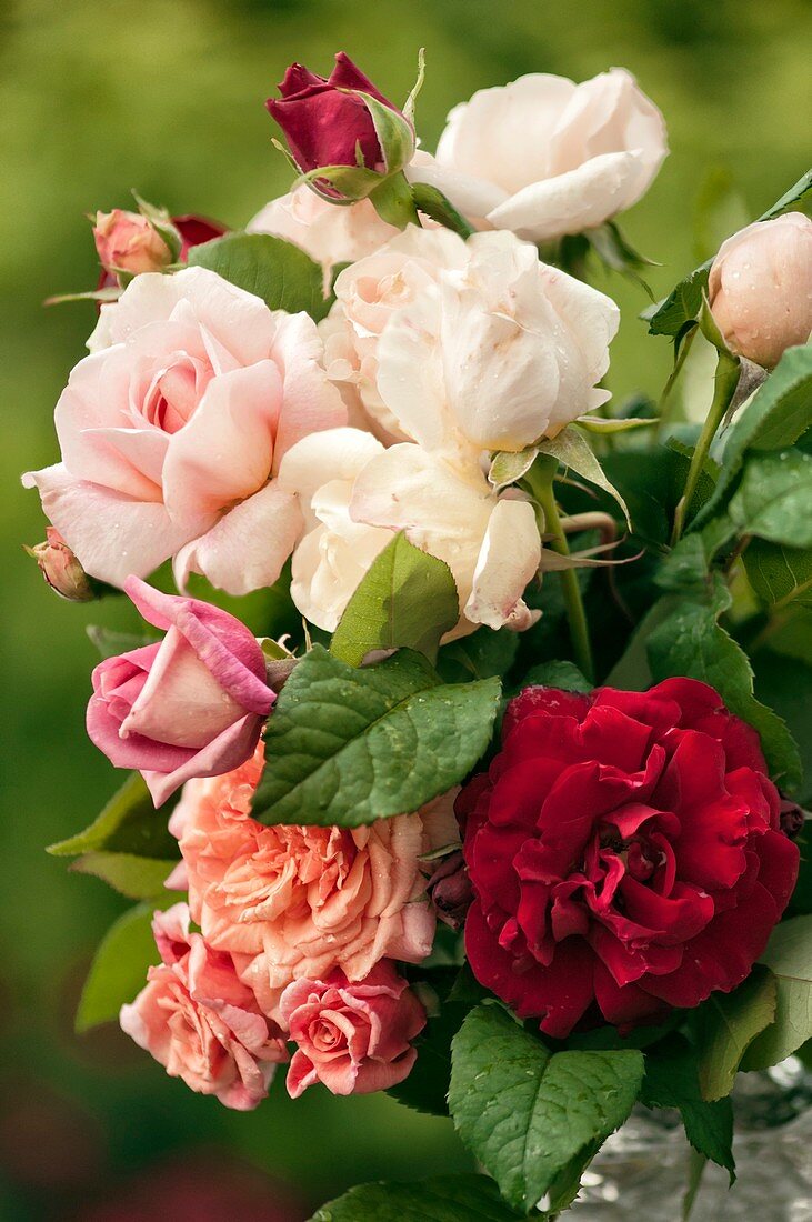 Mixed bouquet of roses (Rosa hybrid)
