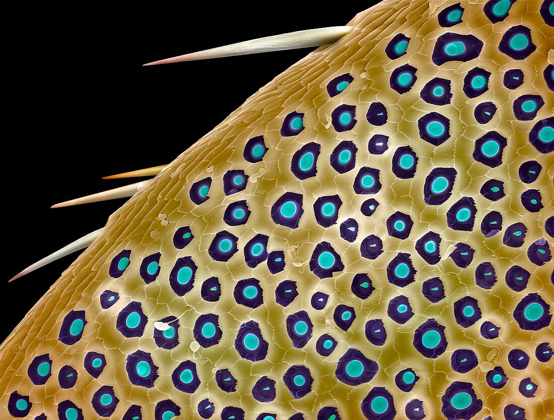 Cockchafer beetle antenna,SEM