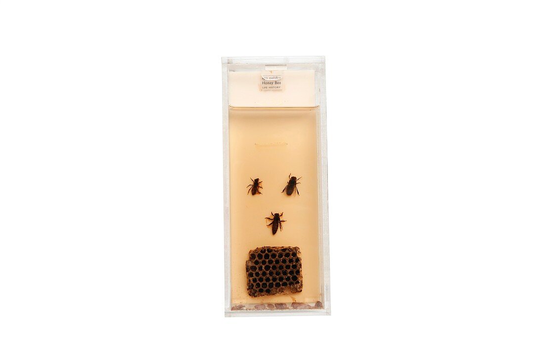 Honeybees,19th century specimen