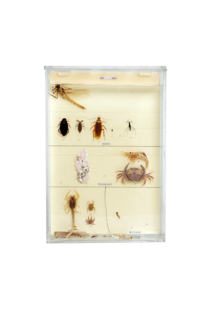 Invertebrates,20th century specimens