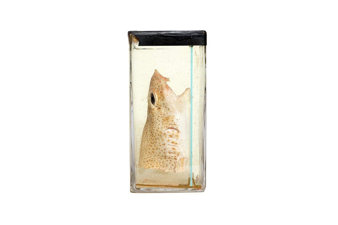 Preserved dogfish head,19th century