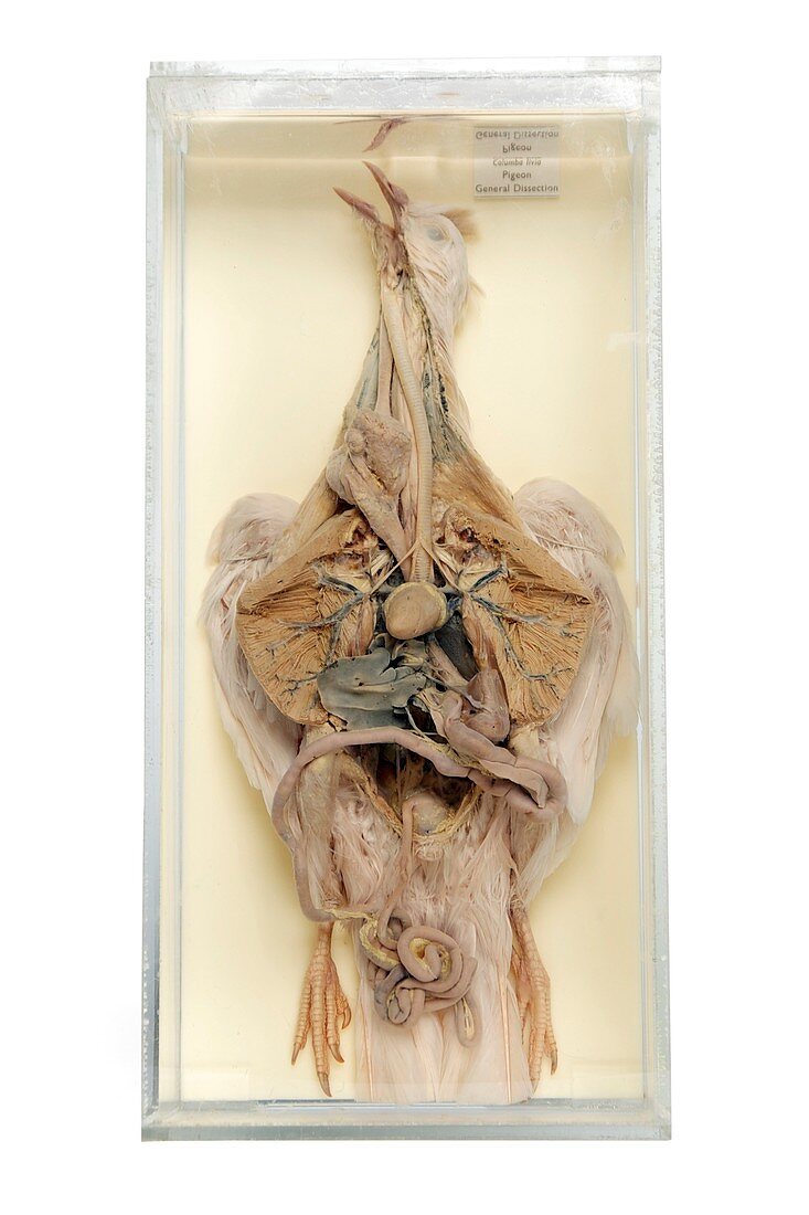 Dissected pigeon,20th century specimen