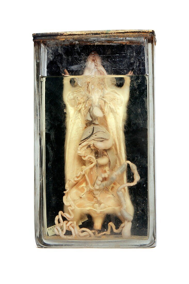 Rat digestive system,19th century