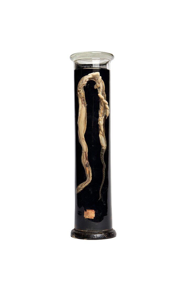 Dissected snake,19th century specimen